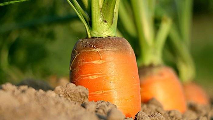 Горькая морковь можно ли есть
