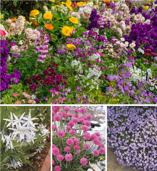 Декоративные цветы фото и названия для сада