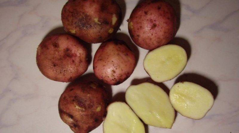 Среднепоздние сорта картофеля