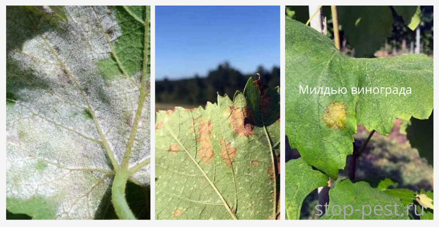 Характерные внешние признаки поражения винограда милдью (ложной мучнистой росой)