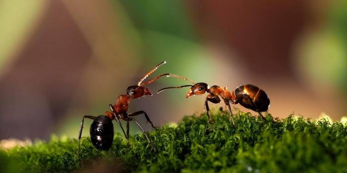 Какую пользу приносят муравьи