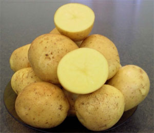 Ранние сорта картофеля для средней полосы