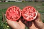 Как правильно собрать семена помидоров на рассаду