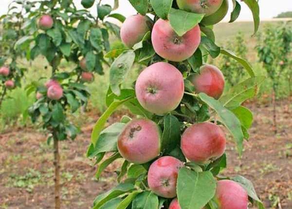 Каталог сортов яблонь и их основные характеристики