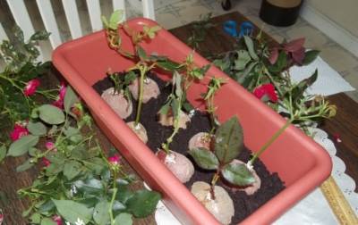 Выращивание розы из черенка в картошке