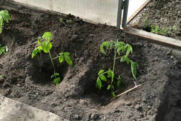 На каком расстоянии нужно высаживать кусты помидоров в теплицу