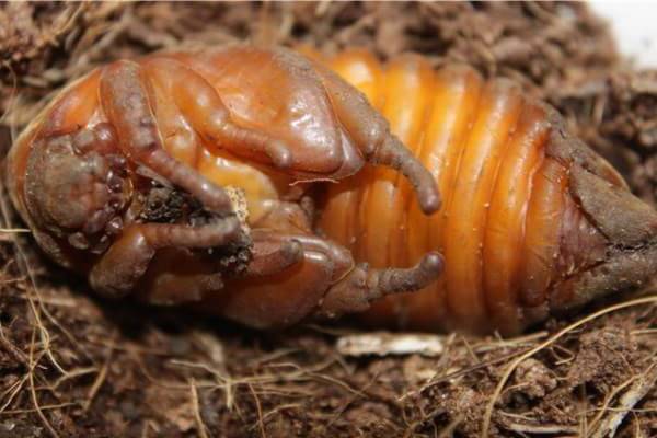 Среда жизни личинки майского жука