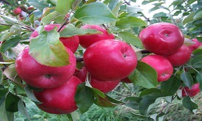 Яблоня красномясая эра