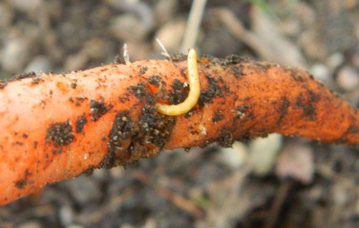 Как бороться с проволочником на моркови