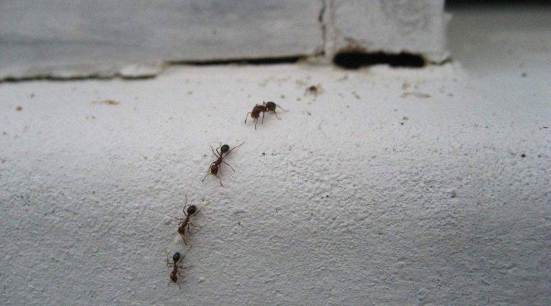 Как избавиться от мурашей