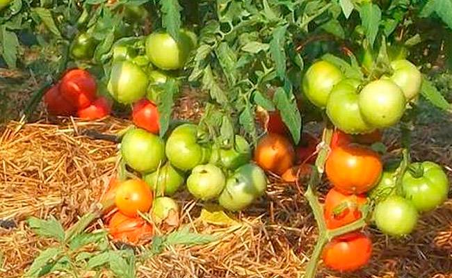 Какие сорта томатов самые вкусные