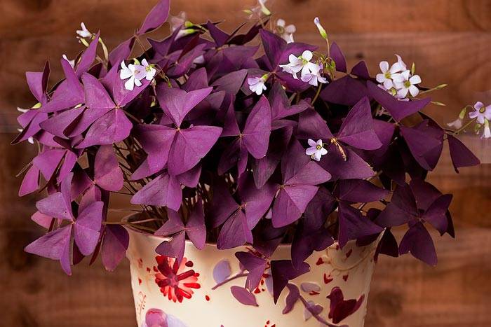Комнатный цветок с фиолетовыми листьями название