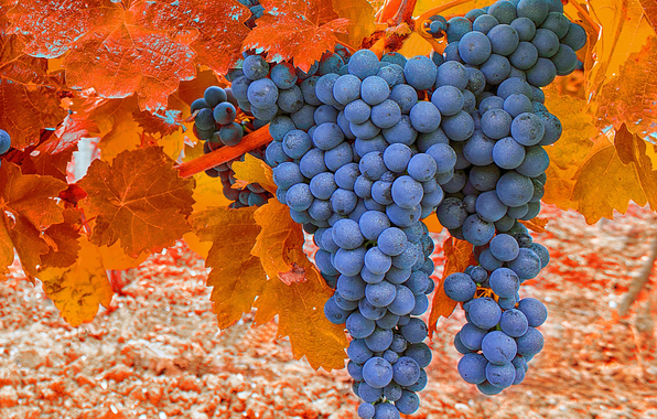 Чем опрыскивать виноград осенью