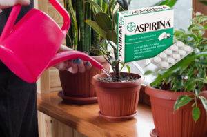 Аспирин для комнатных растений