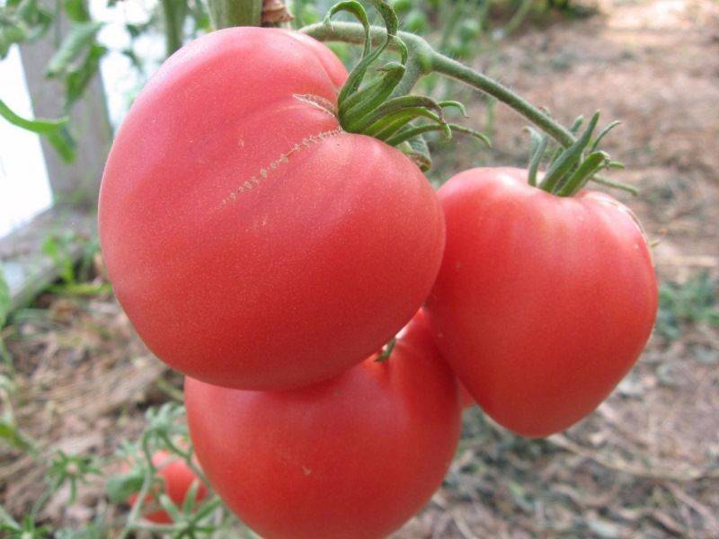Ранние сорта томатов для средней полосы россии