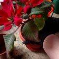 Рождественский цветок пуансетия как ухаживать