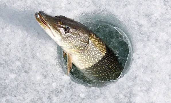 Как рыбы готовятся к зиме