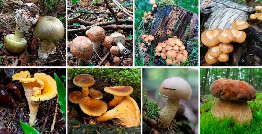 Как различить грибы съедобные и несъедобные