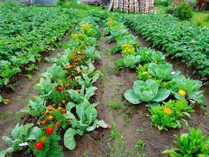 Преимущества совместной посадки овощей