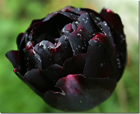 Черные тюльпаны фото