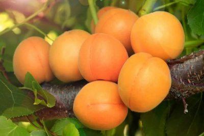 Зимостойкие сорта абрикоса для средней полосы россии