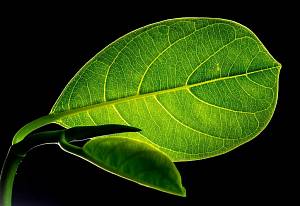 Определение нехватки элементов питания по листьям растения
