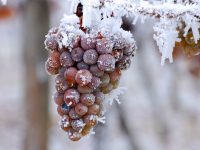 При какой температуре замерзает виноград