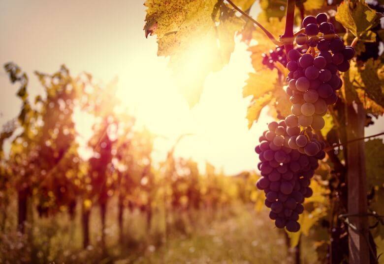 Производство вина в домашних условиях из винограда