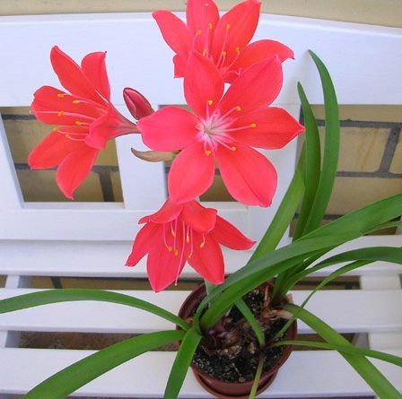 Комнатное растение с красным цветком