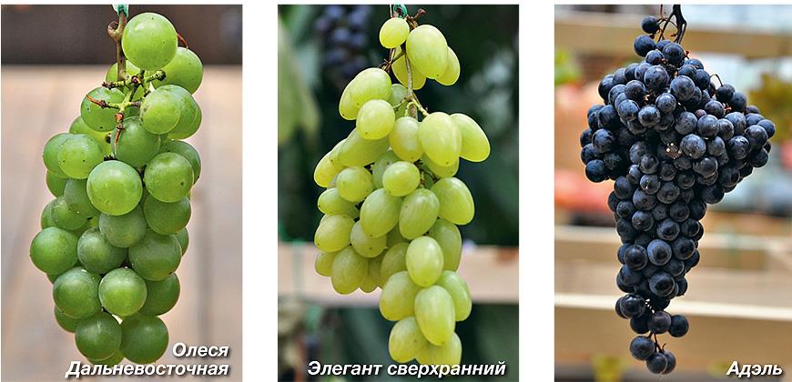 Неукрывные сорта винограда для средней полосы