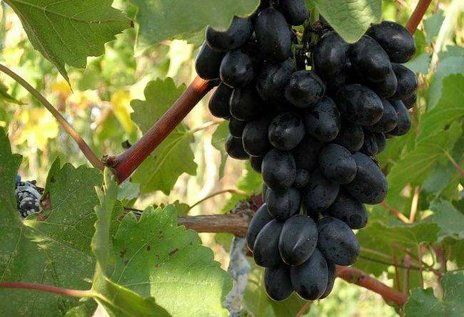 Зимостойкий виноград