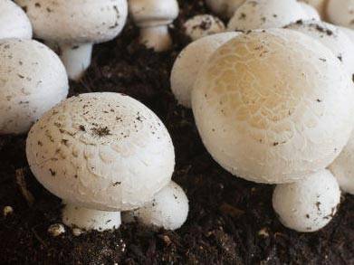 Разведение грибов шампиньонов