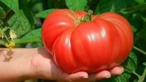 Самые лежкие сорта томатов