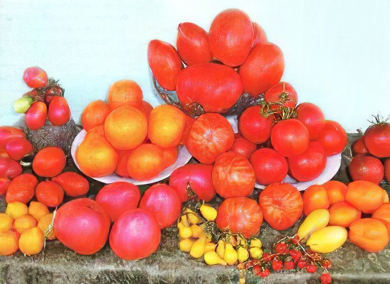 Характеристика сортов томатов