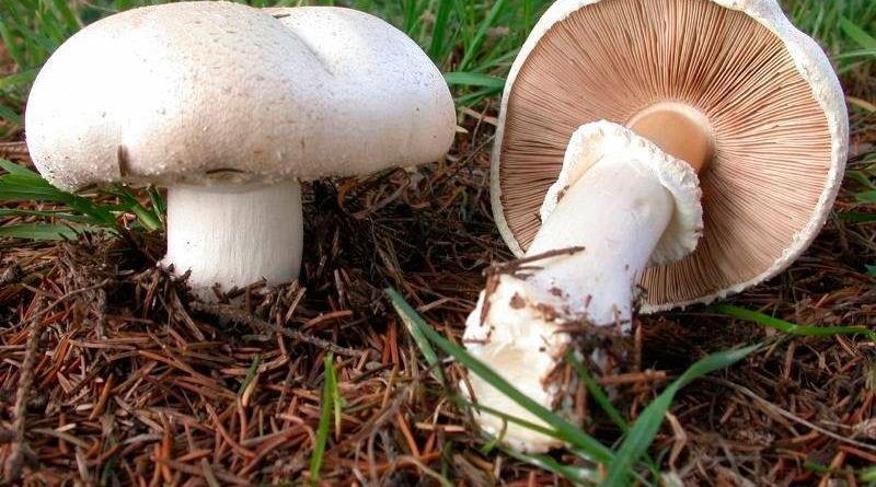Поганки грибы фото и названия