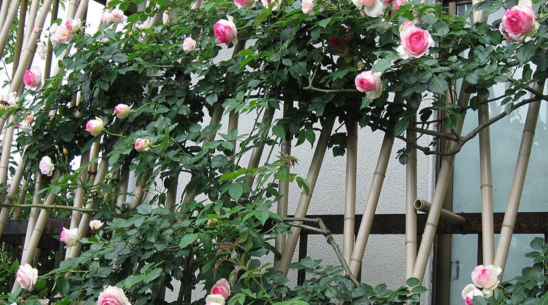 Плетистые розы цветущие все лето сорта зимостойкие
