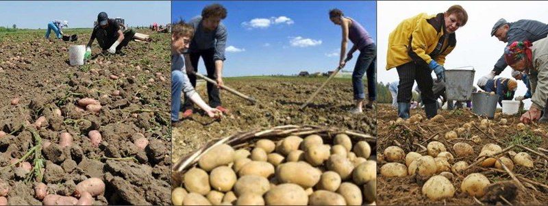 Как получить высокий урожай картофеля