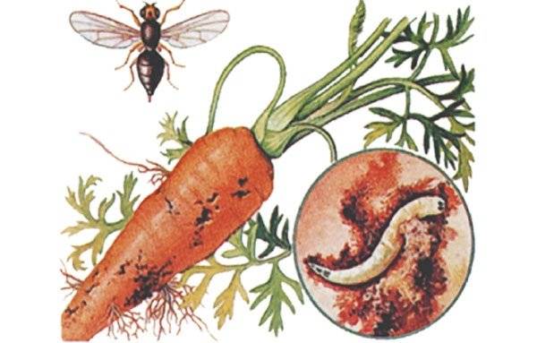 Борьба с морковной мухой на грядке