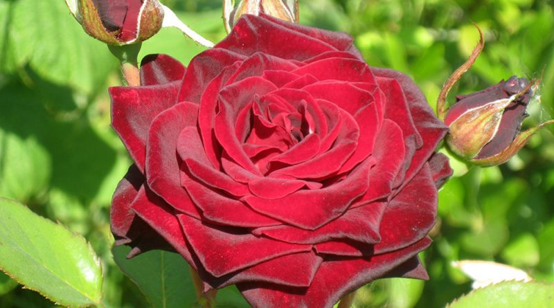 Как вырастить розу на штамбе