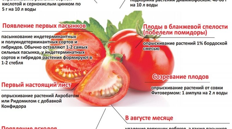 Сроки посадки томатов на рассаду
