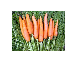 Выращивание моркови на высоких грядках