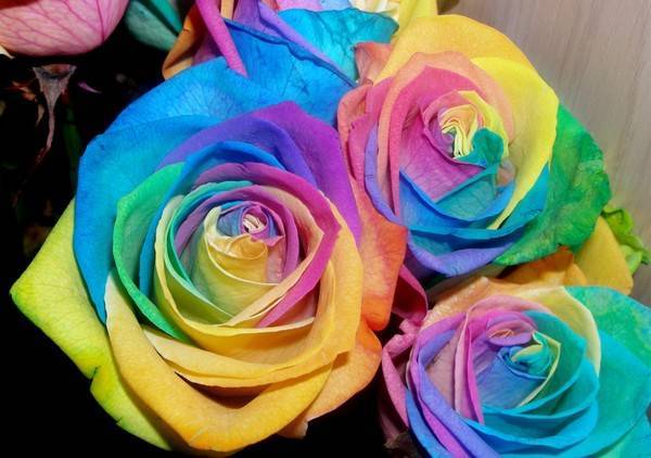 Как делают цветные розы