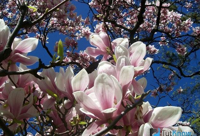 Магнолия magnolia