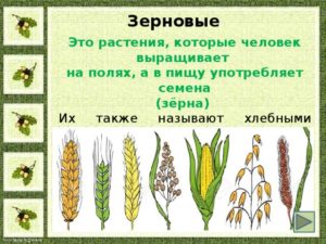 Зерновые культуры фото с названиями