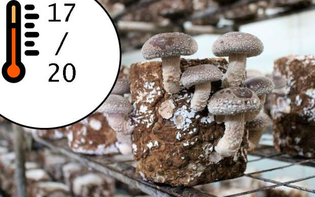 Как вырастить грибы шиитаке в домашних условиях