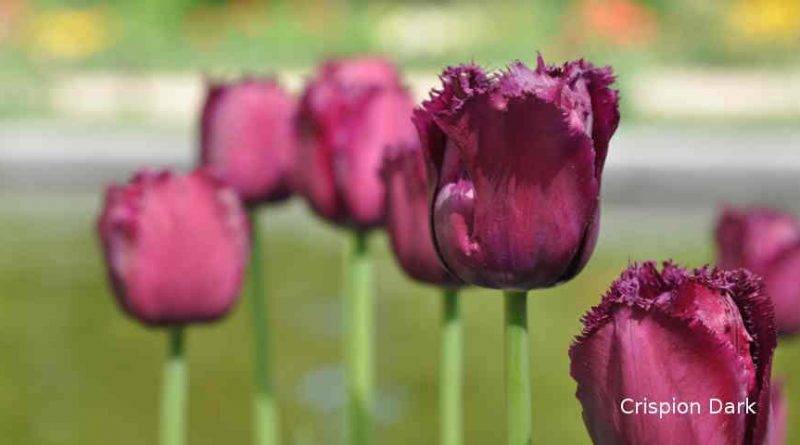 Дарвиновы гибриды тюльпаны сорта