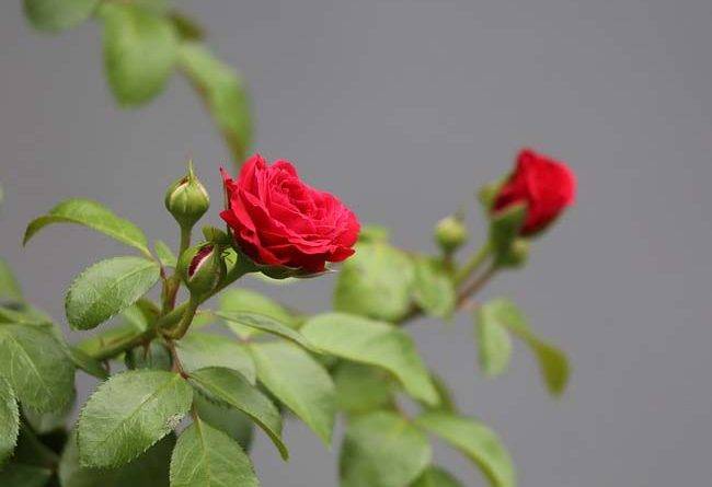 Культурное растение роза