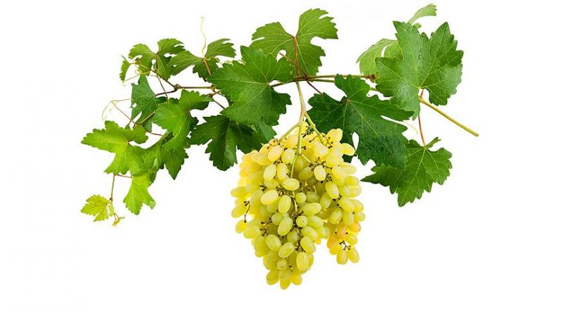 Как сажать виноград осенью саженцами