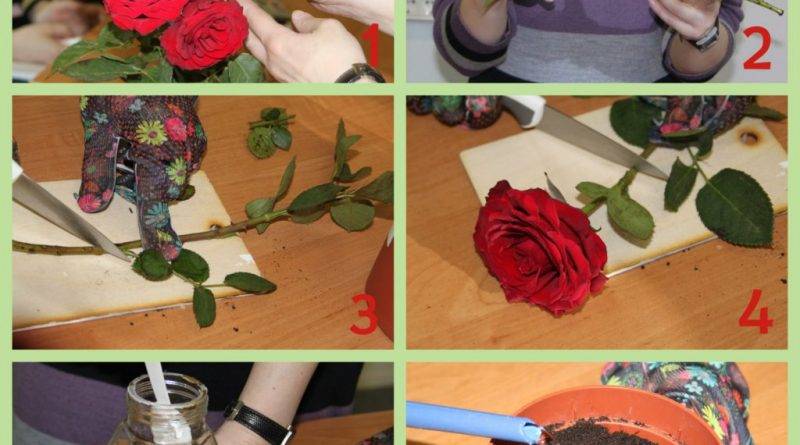 Как садить розы черенками