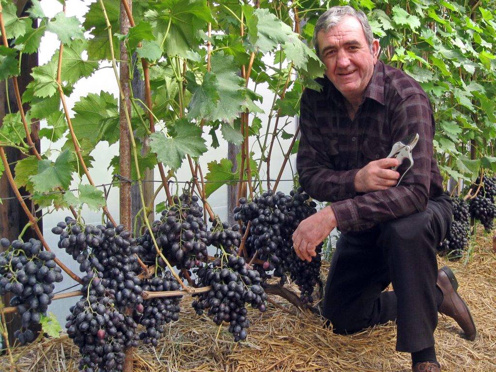 Мчедлидзе виноград